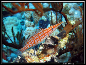 Poisson Faucon à long nez, Dahab 2010 by André Bruchez 